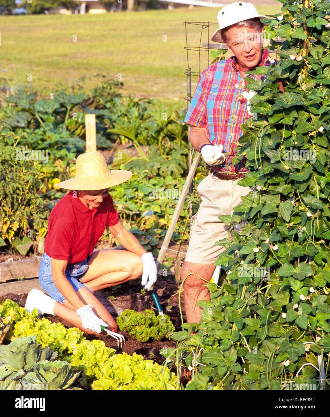 Senior man and woman tending vegetable garden Stock Photo Alamy