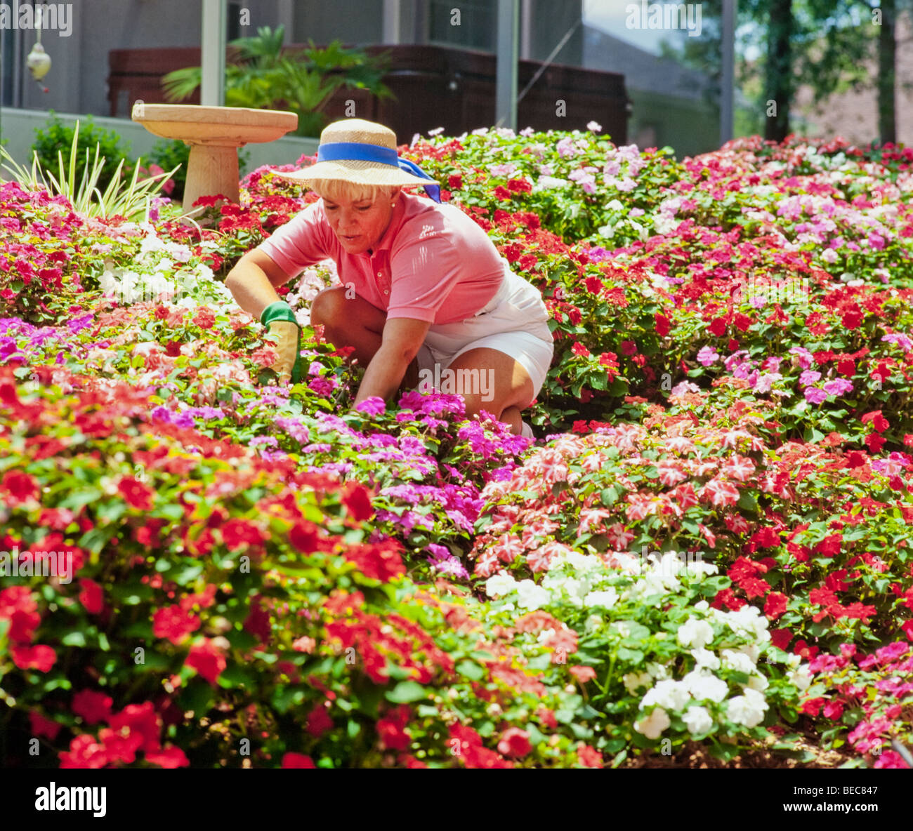 Senior age woman tending flower garden Stock Photo