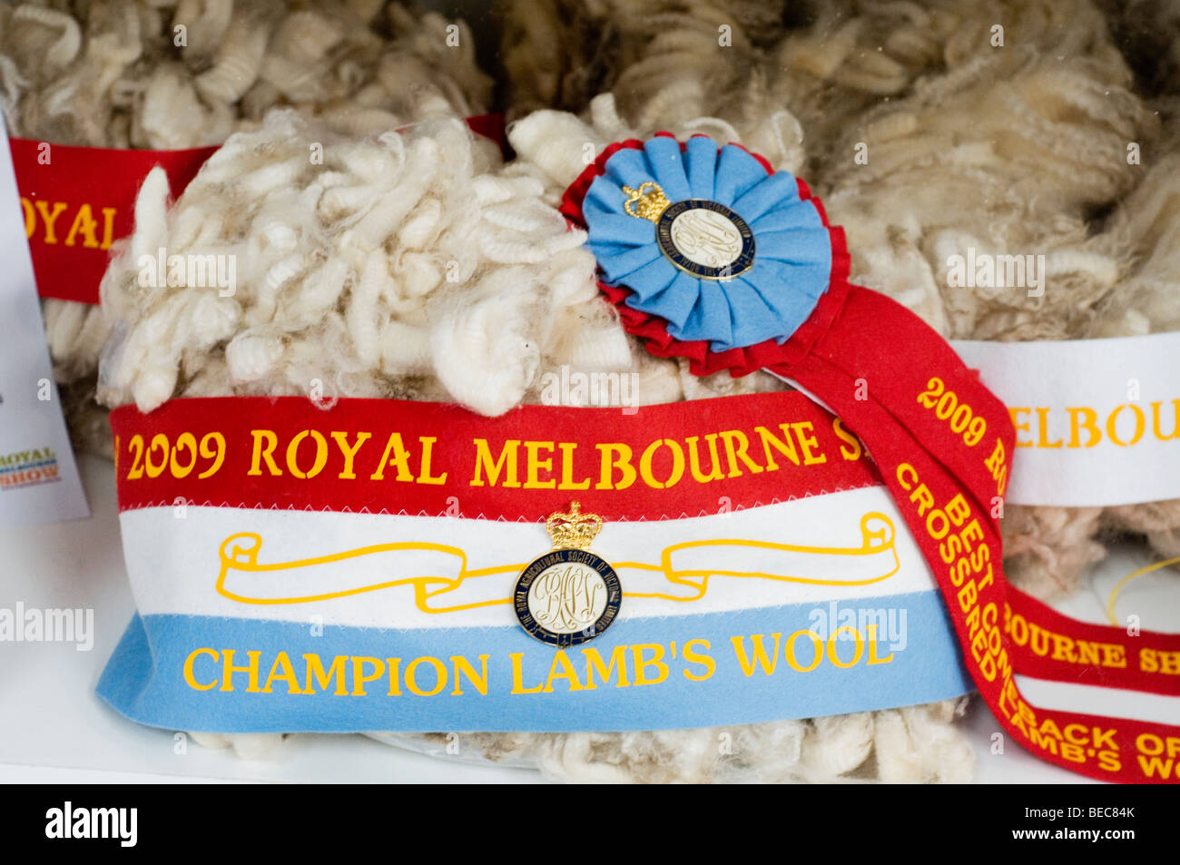 Champion lambswool at Royal Melbourne Show, Australia Stock Photo