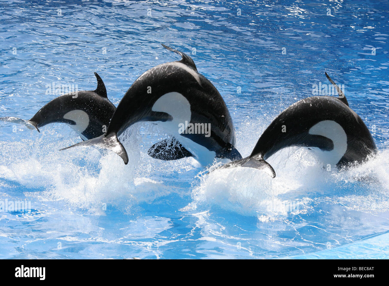 3 orca whales Stock Photo