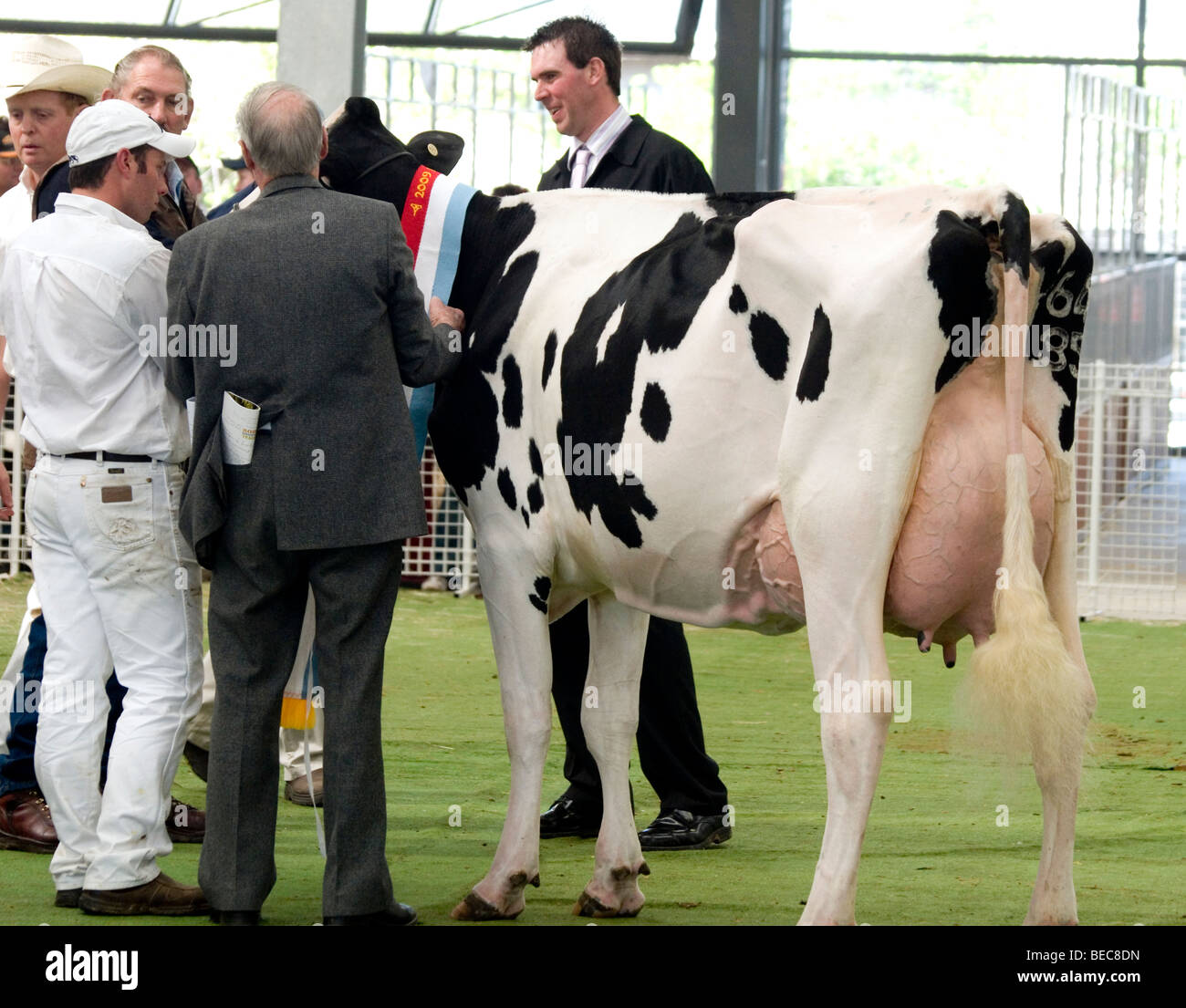 Dairy cattle judging at Royal Melbourne Show, Australia Stock Photo Alamy