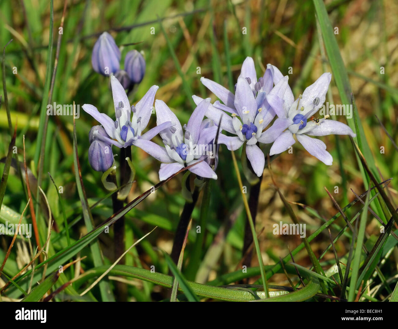 Spring Squill Scilla verna Stock Photo Alamy