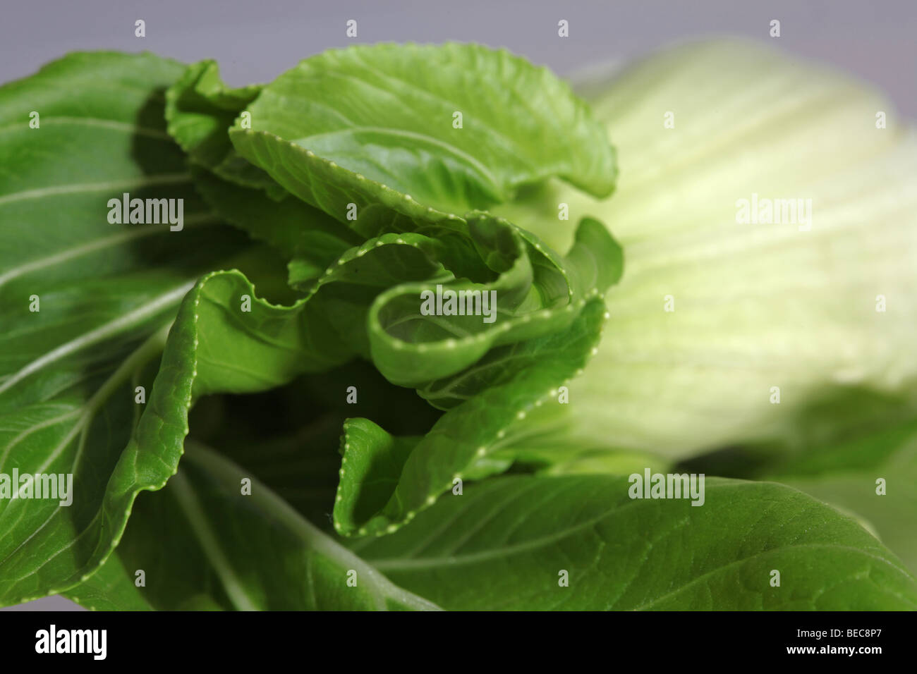 Green Pak Choi Leaves High Resolution Stock Photography and Images - Alamy