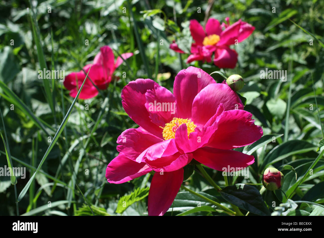 Lush pink peonies in hi-res stock photography and images - Alamy