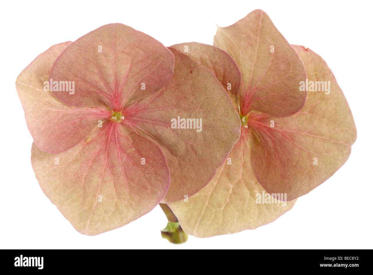 Hydrangea flower close up Stock Photo - Alamy