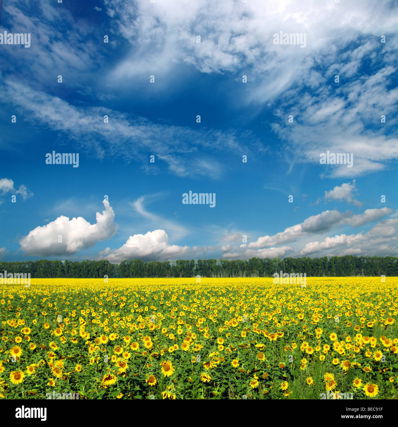 sunflowers field under blue sky with clouds Stock Photo - Alamy