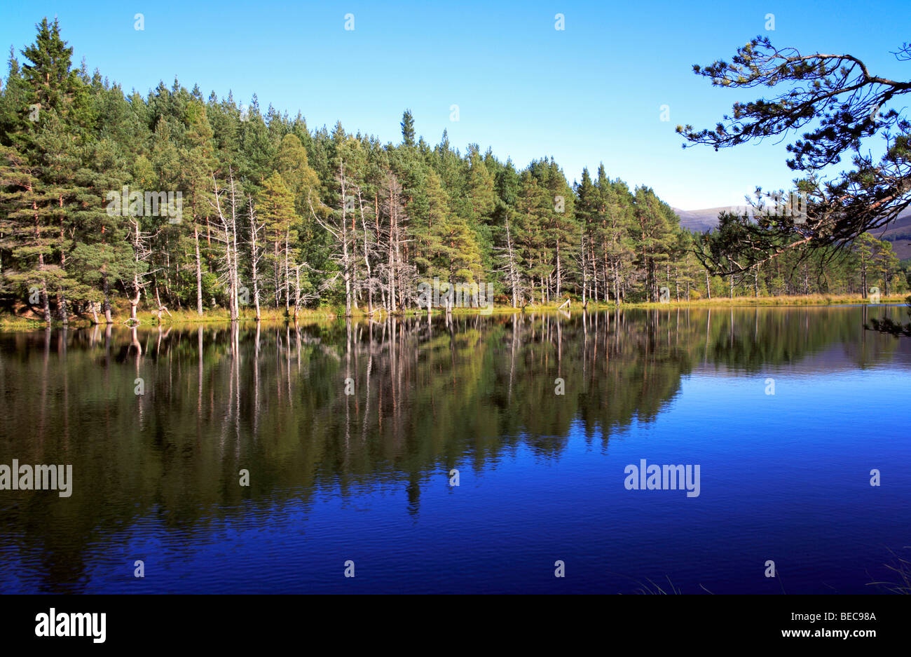 Forest and reflections at Uath Lochan, near Aviemore, Inverness-shire, Scotland, United Kingdom. Stock Photo