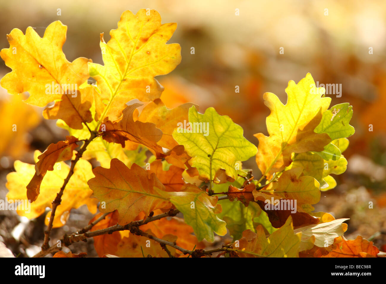 Autumn Oak leaves Stock Photo