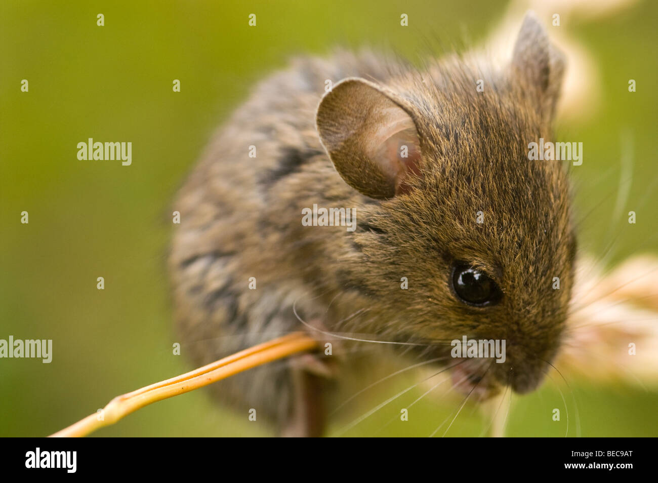 Field mouse on golden grass against blurred green background Stock