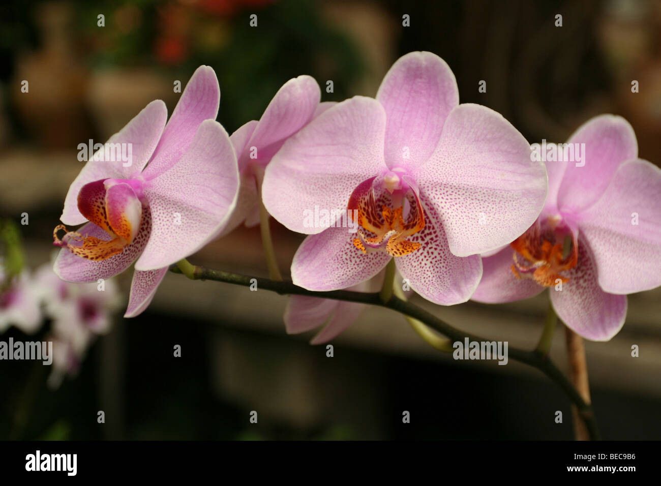 Blooming Zygopetalum Orchid Stock Photo