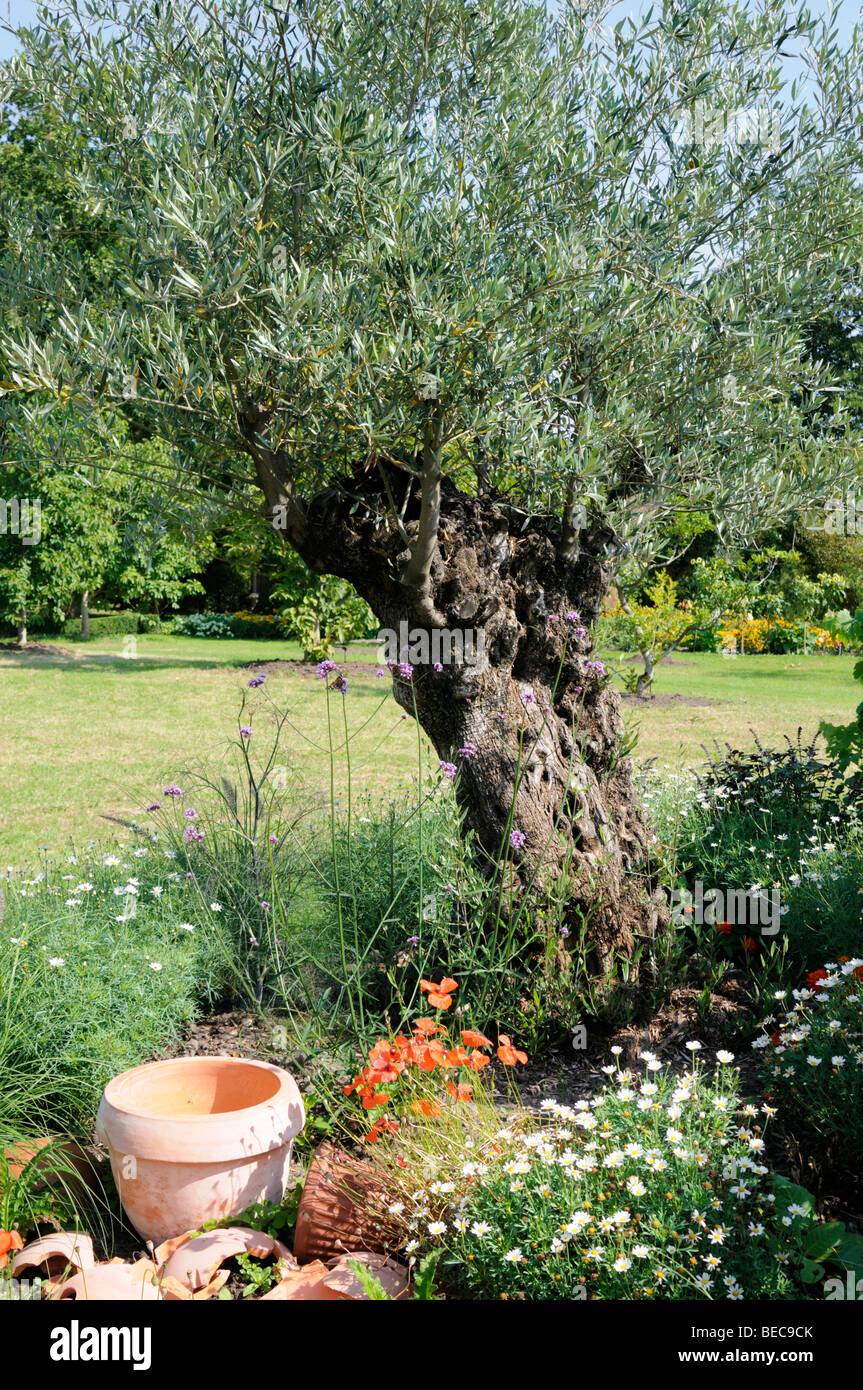 Olivenbaum, Arboretum, Ellerhoop, Deutschland. - Olive tree, Arboretum, Ellerhoop, Germany. Stock Photo