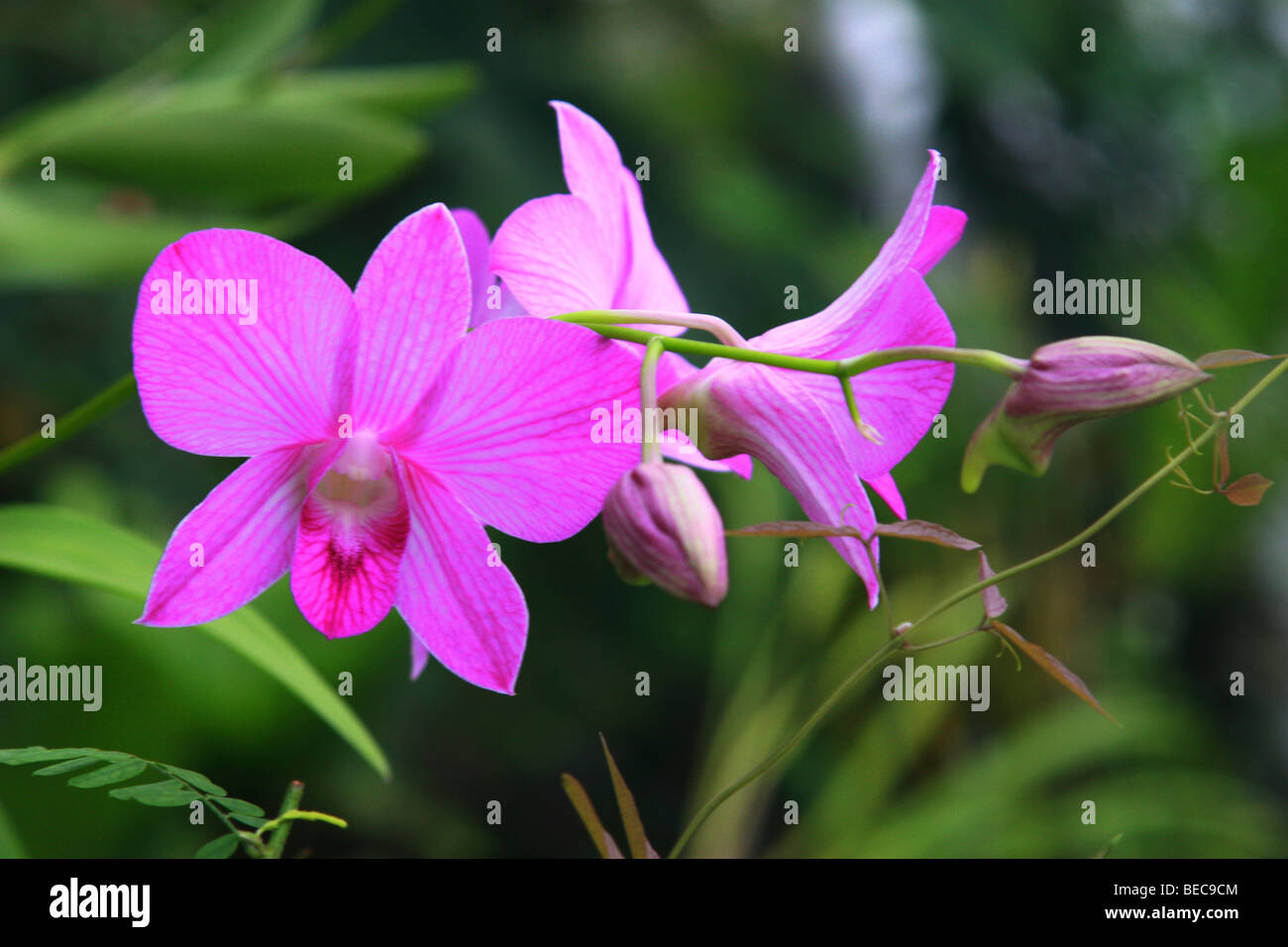 Blooming Zygopetalum Orchid Stock Photo