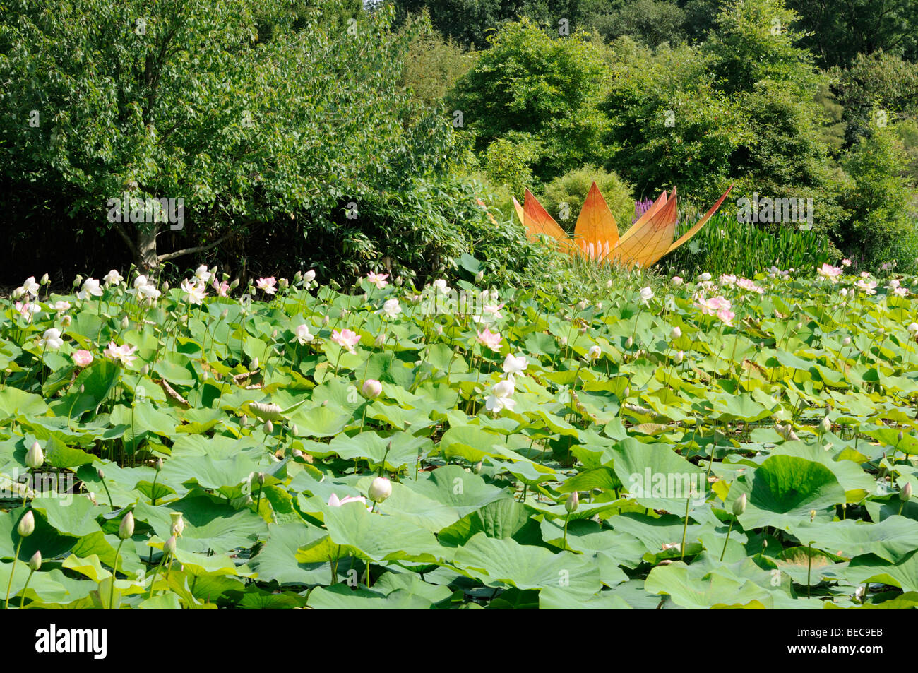 Lotosblume, Arboretum, Ellerhoop, Deutschland. - Lotus flower, Arboretum, Ellerhoop, Germany. Stock Photo