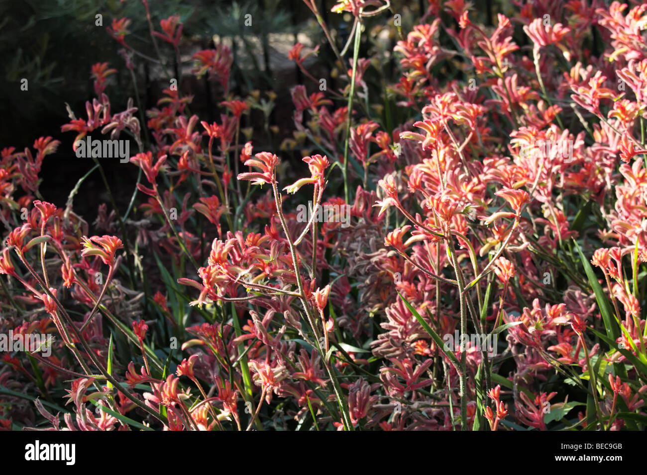 Kangaroo Paw Flowers Stock Photo