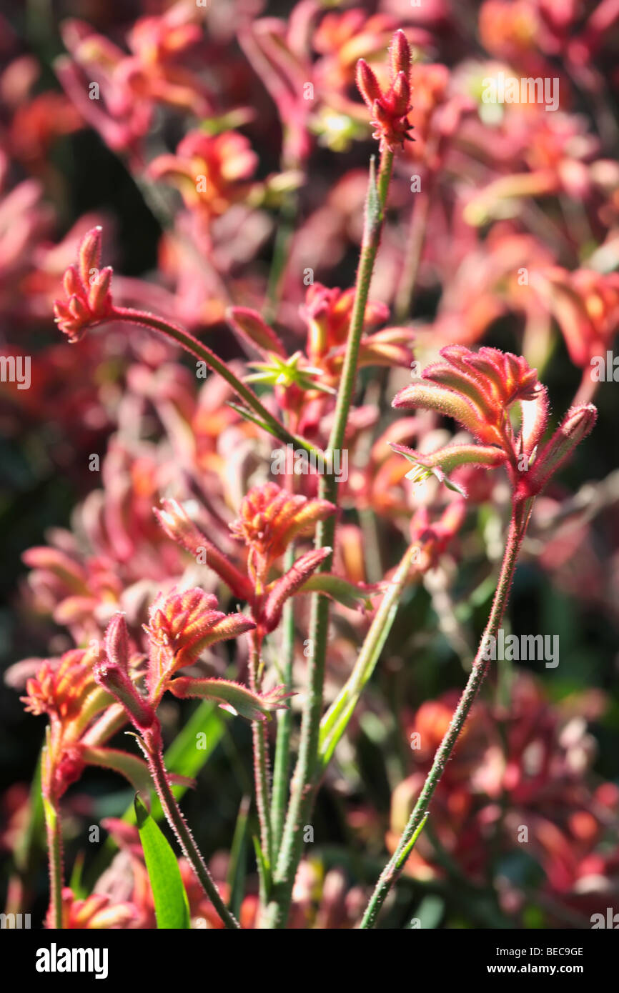 Kangaroo Paw Flowers Stock Photo
