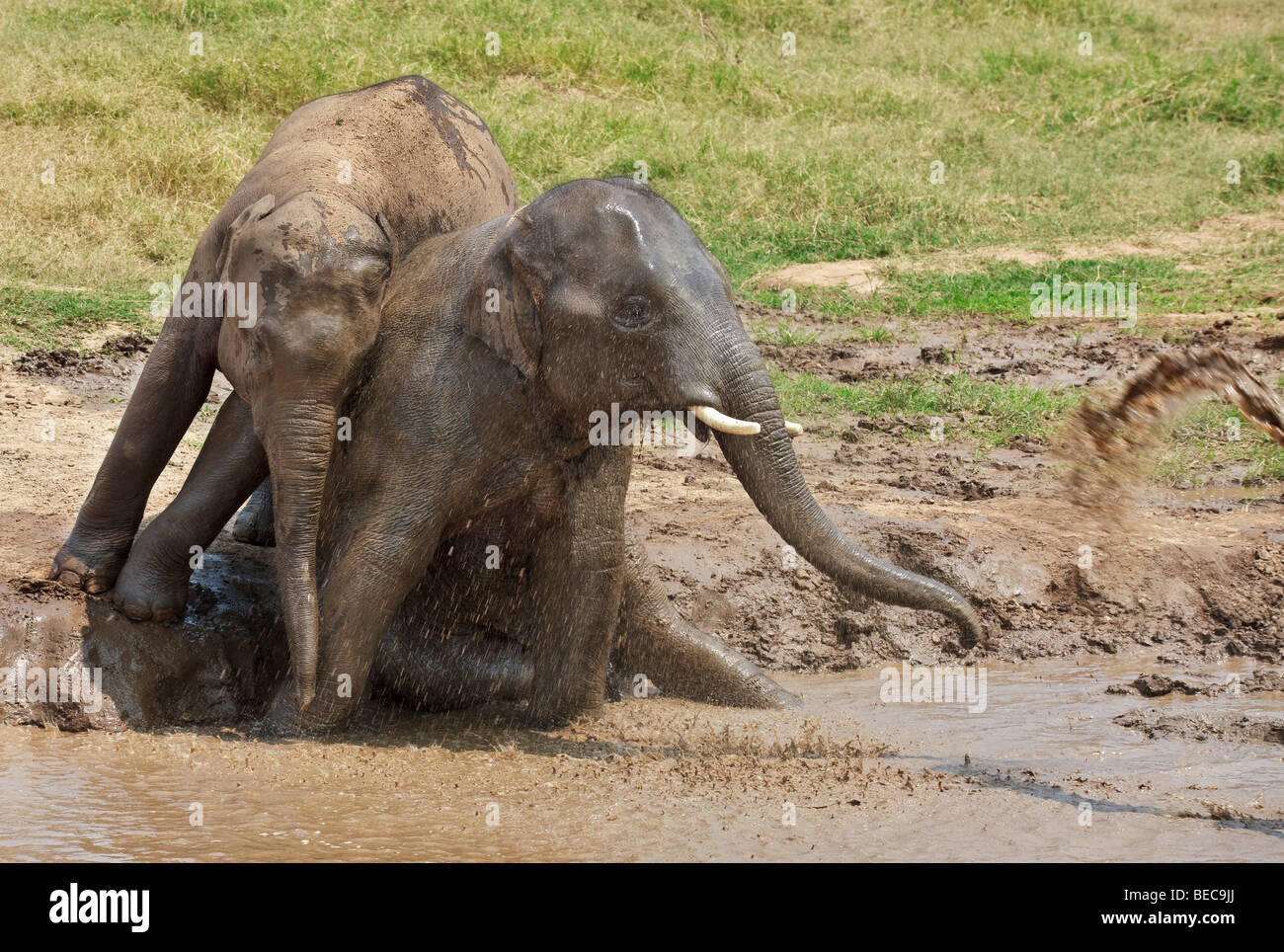 Couple of young elephants playing in muddy water. Horizontal shot. Stock Photo