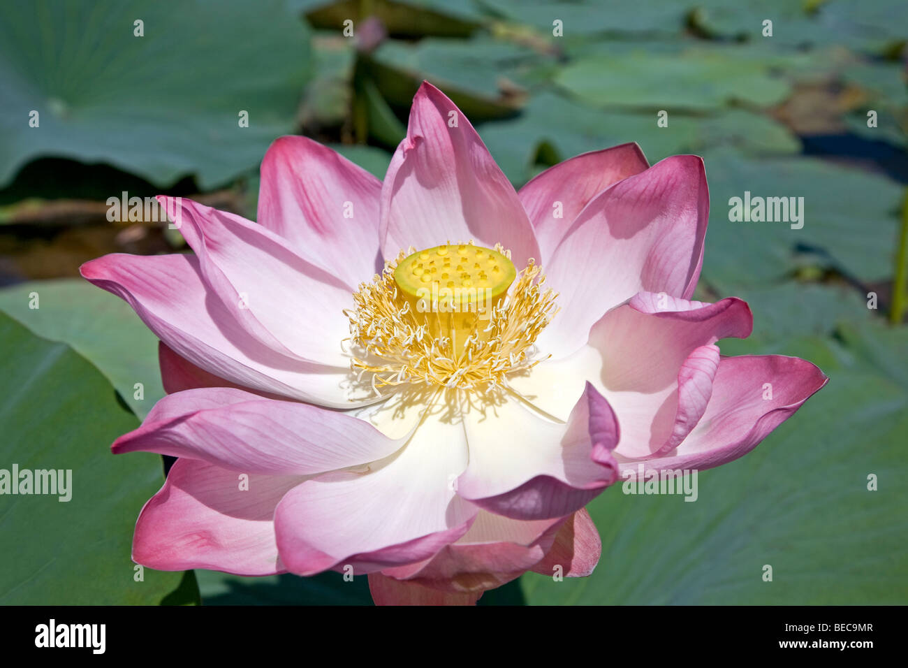 Lotus flower. Dal Lake. Srinagar. Kashmir. India Stock Photo Alamy
