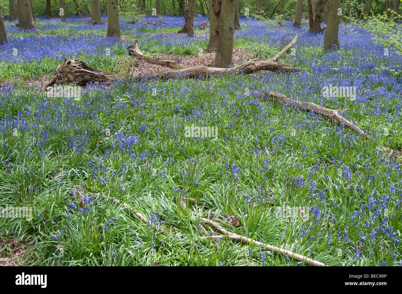 A clearing in a Bluebell wood with the trunks of oak trees in the distance. Stock Photo