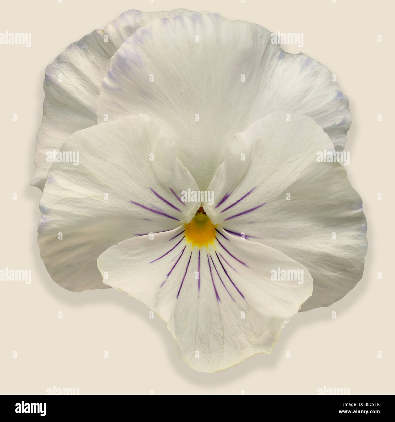 pansy white and violet on white background and shadow Stock Photo