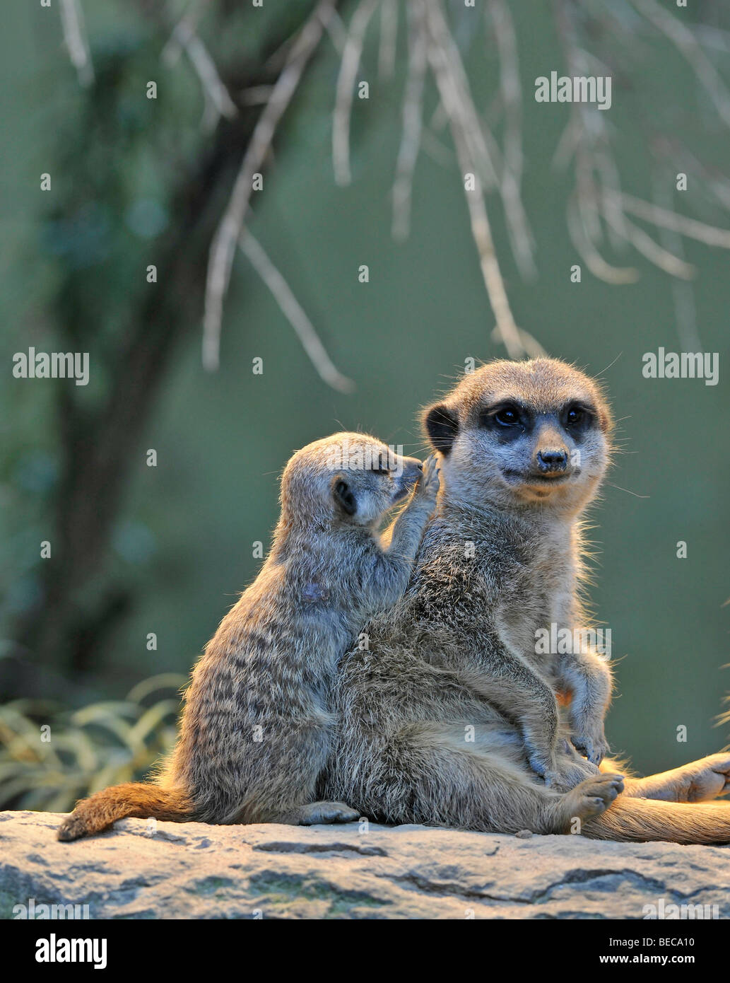 Meerkats (Suricata Suricatta), young animal, symbolic picture for communication Stock Photo