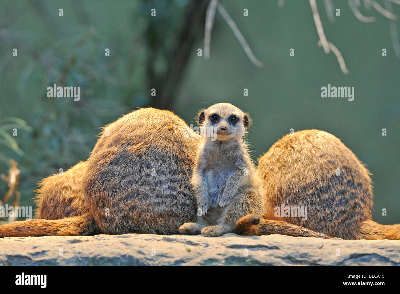 Meerkats (Suricata Suricatta), family, young animal Stock Photo - Alamy Meerkats (Suricata Suricatta), family, young animal Stock Photo - Alamy