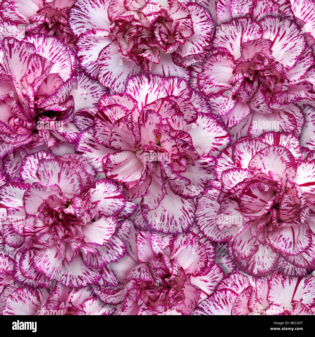 red carnations bouquet closeup Stock Photo Alamy