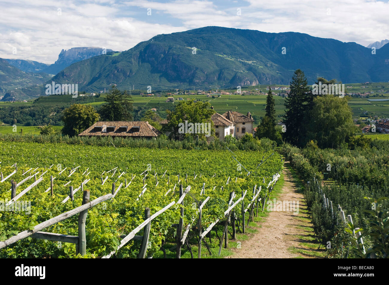 Vineyard, Eppan or Appiano, Trentino, Alto Adige, Italy, Europe Stock Photo