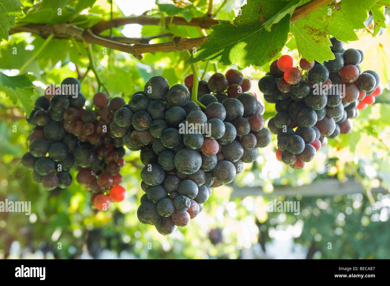 Blue grapes, vineyard, Kaltern or Caldaro, Trentino, Alto Adige, Italy, Europe Stock Photo