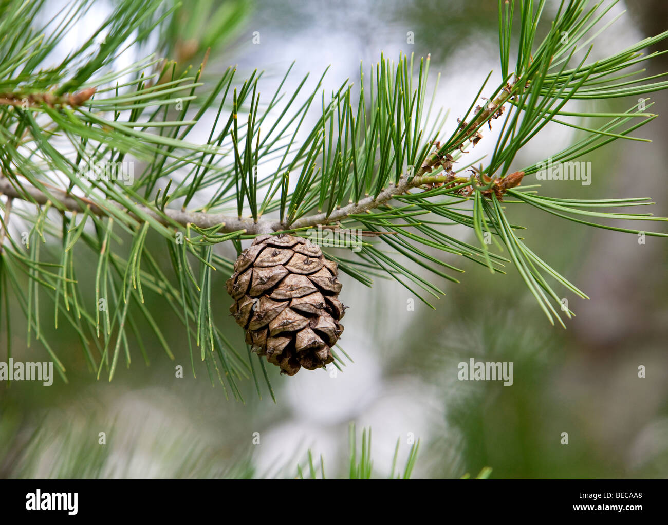 Pine cones on the end of a branch of Lace Bark Pine pinus Bungeana North West China. Stock Photo
