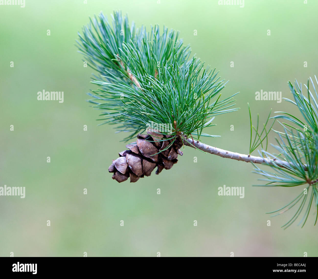 A pine cone at the end of a branch of a Pinus Parviglora Glauca Japanese White Pine. Stock Photo