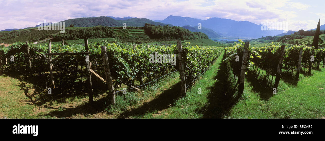 Vineyard, Lake Caldaro, Trentino, Alto Adige, Italy, Europe Stock Photo