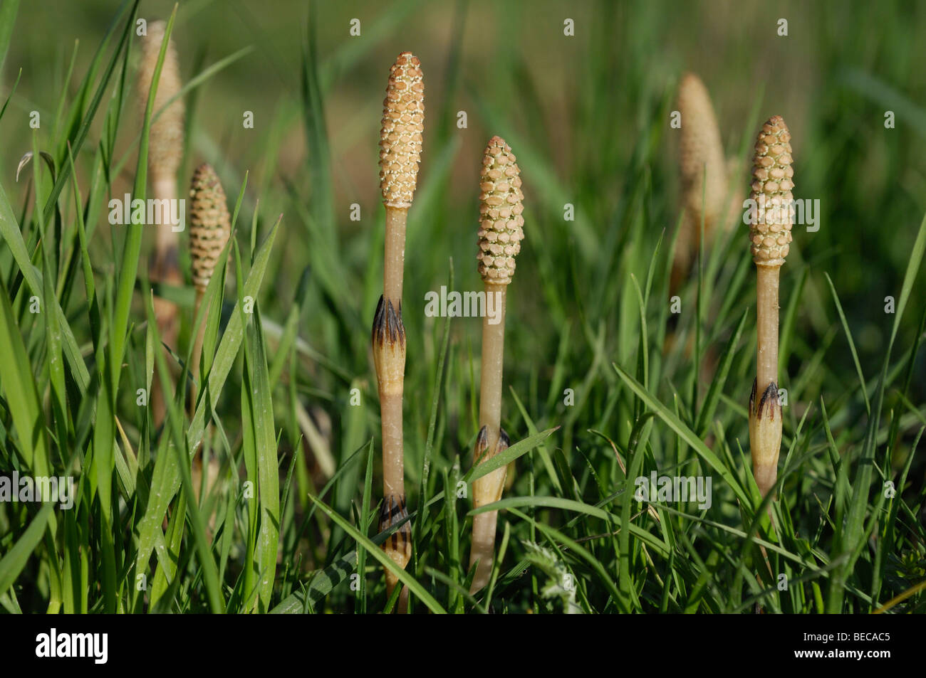 Marsh Horsetail (Equisetum palustre) in a meadow Stock Photo