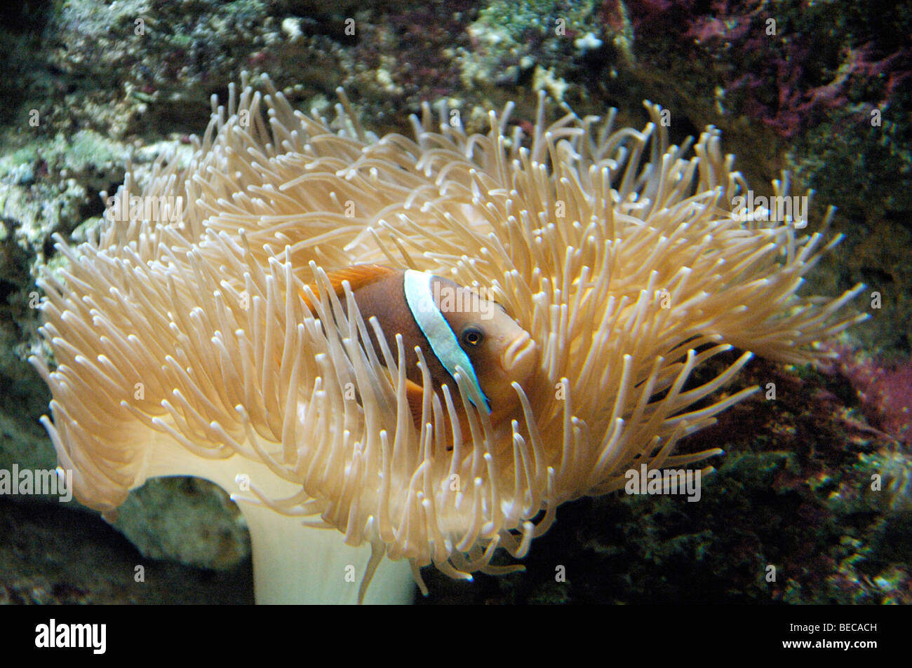 Sea Anemone (Actiniaria) with a Clownfish (Amphiprion) Stock Photo