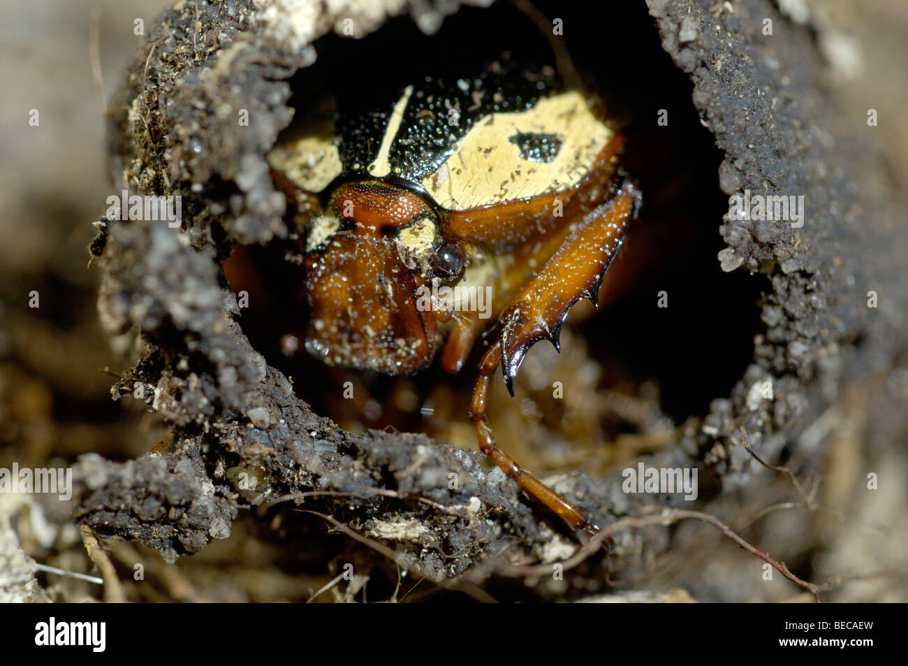 African Rose Beetle (Cheirolasia burkei) hatching from a cocoon Stock Photo