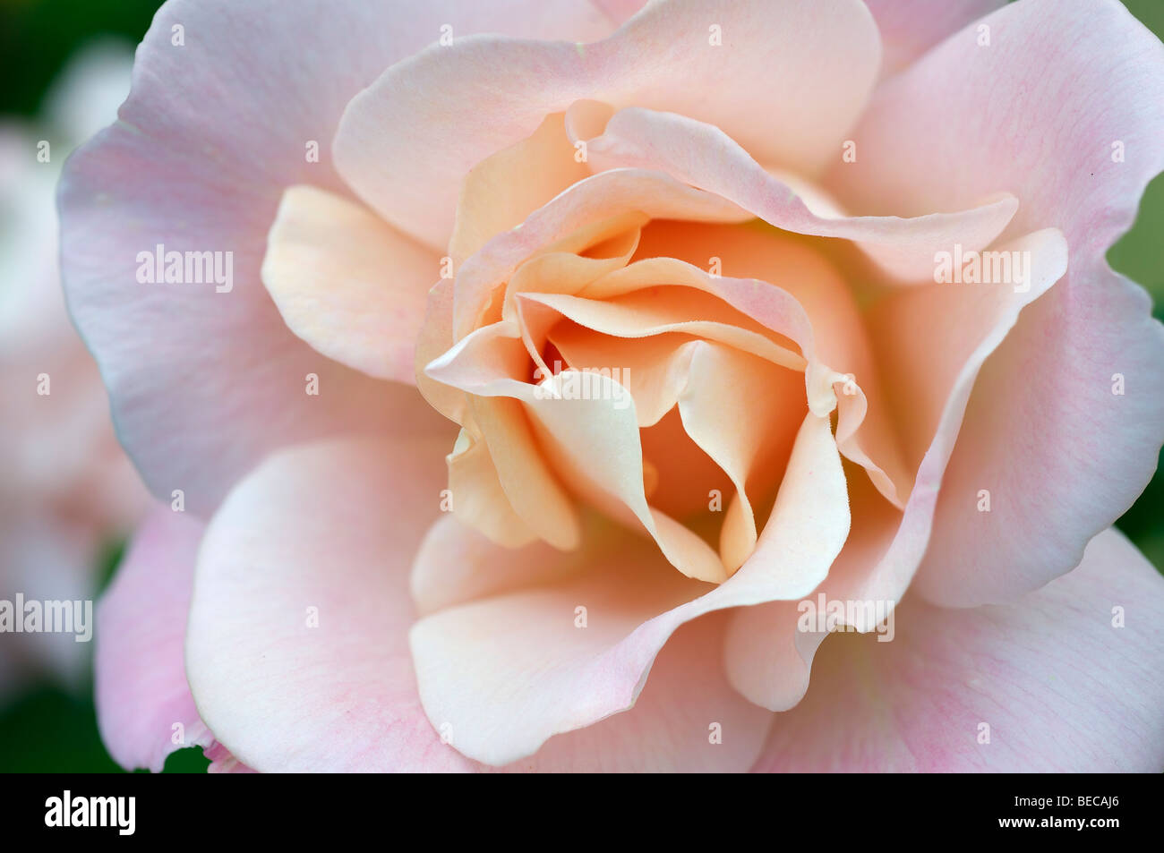 Rose flower (Rosa) Stock Photo