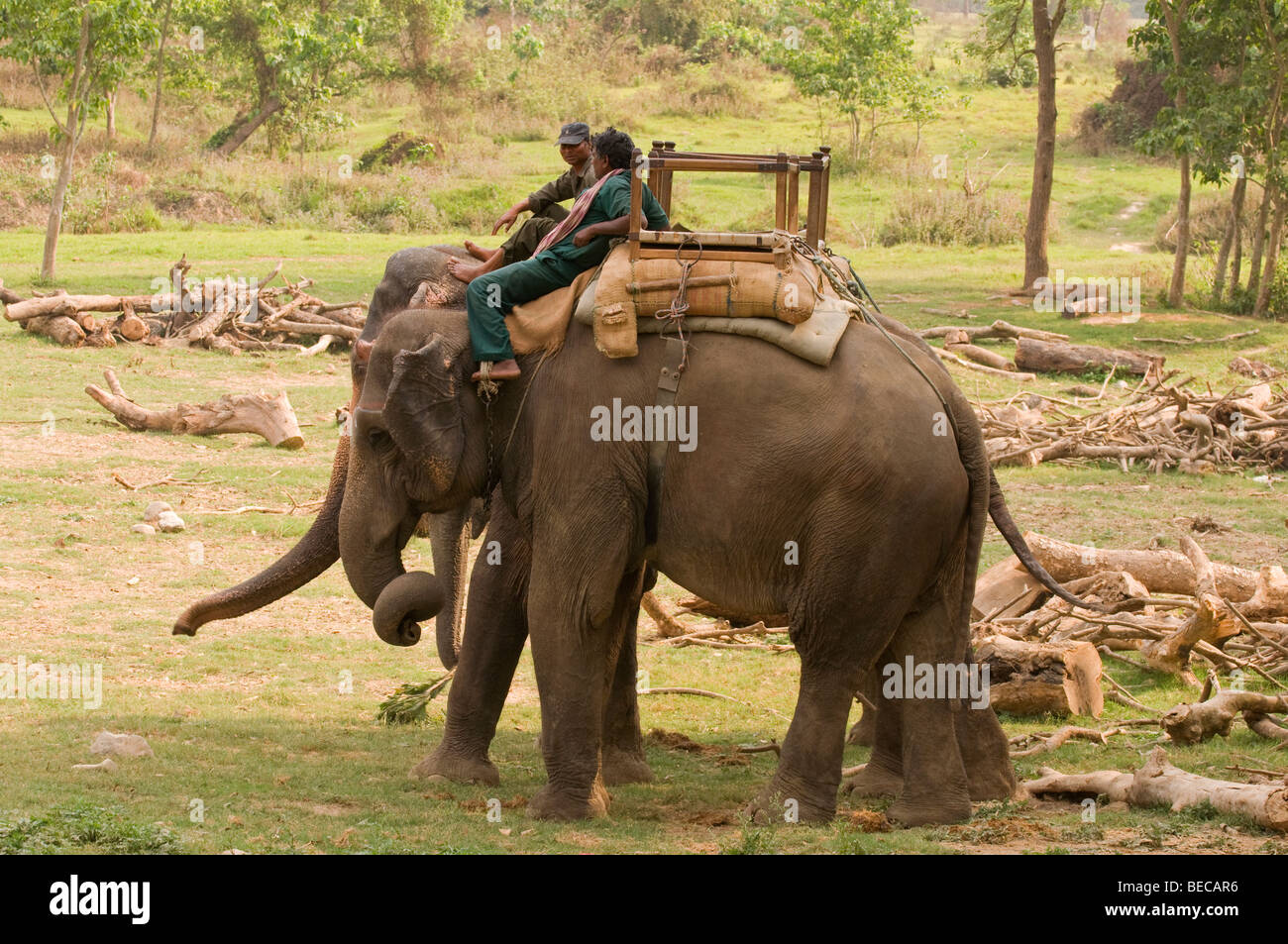 Indian elephant on a break Stock Photo