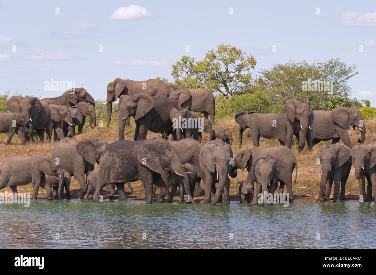 Elephant herd at a waterhole Stock Photo