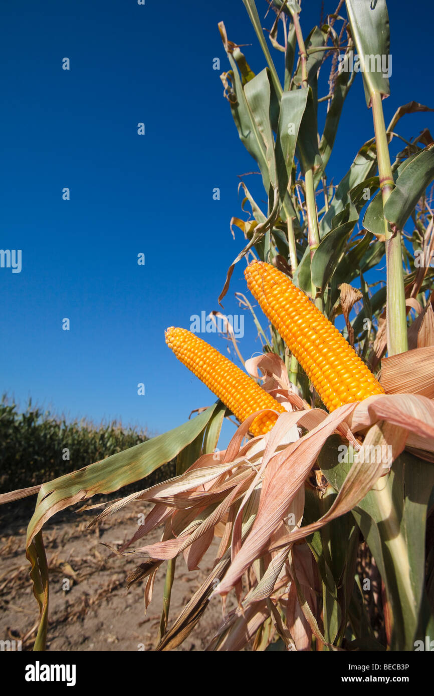 Corn cobs on corn plant Stock Photo Alamy