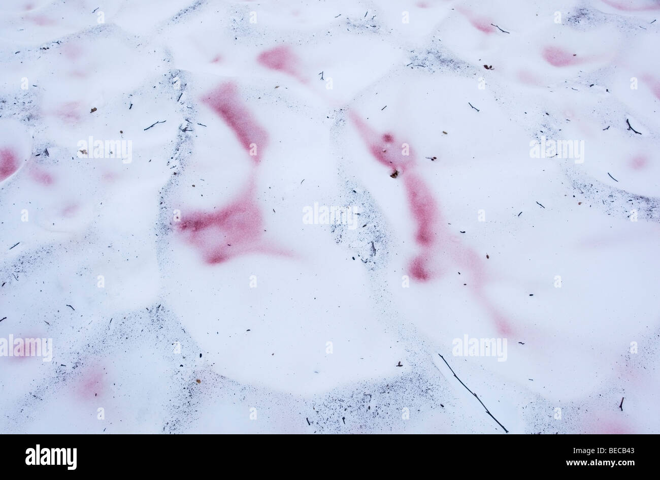 Red Snow Algae Watermelon Snow Chlamydomonas Nivalis Chloromonas red-snow-algae-watermelon-snow-chlamydomonas-nivalis-chloromonas