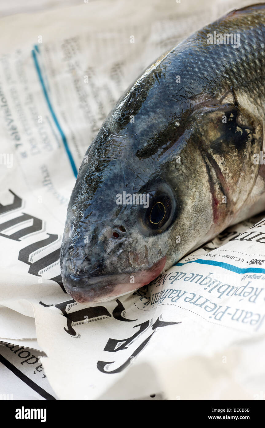 Sea Bass (Dicentrarchus labrax) in a newspaper Stock Photo