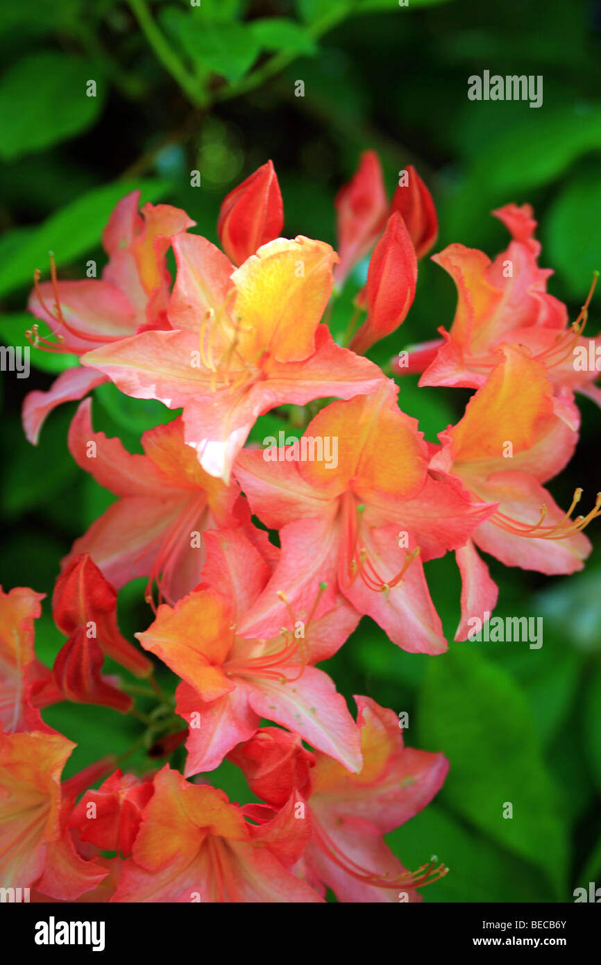 Pink and yellow Rhododendron flower Stock Photo - Alamy
