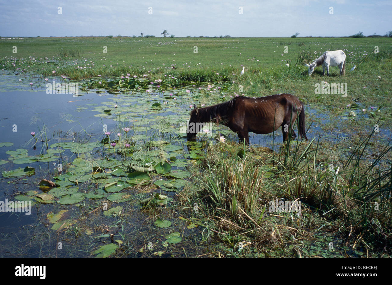 Horses grazing, Rift valley,  Ethiopia. Africa Stock Photo