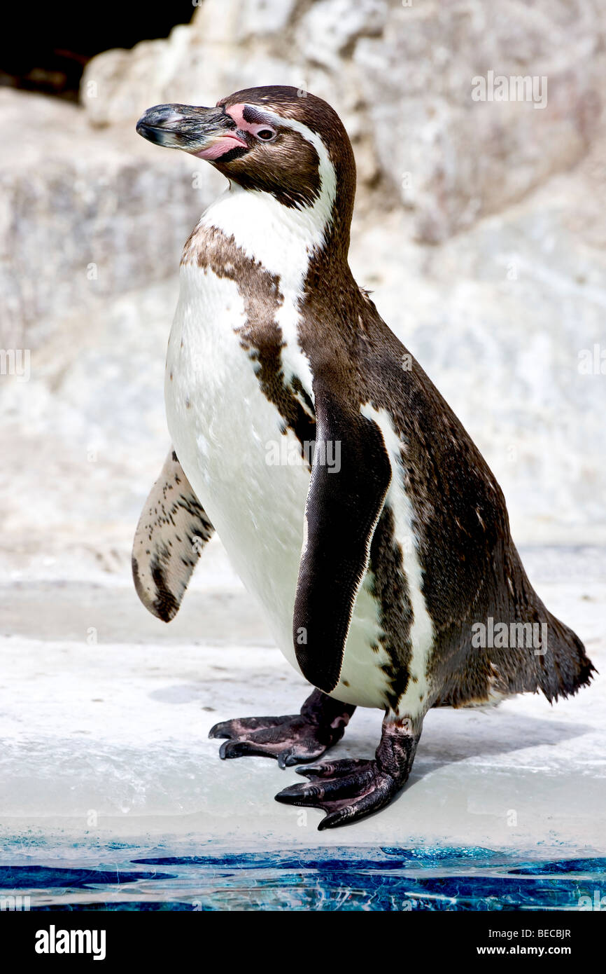 Humboldt Penguin (Spheniscus humboldti) Stock Photo