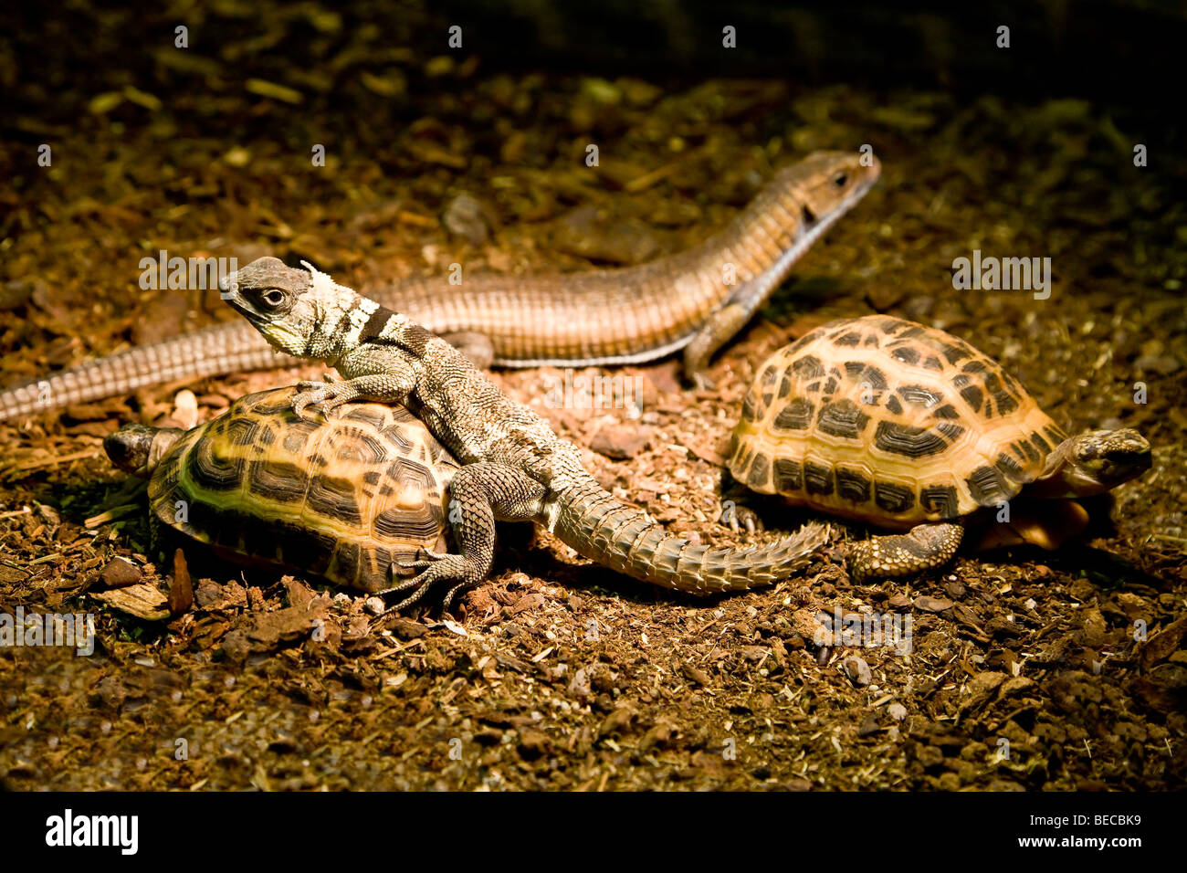 Group of reptiles and tortoises Stock Photo