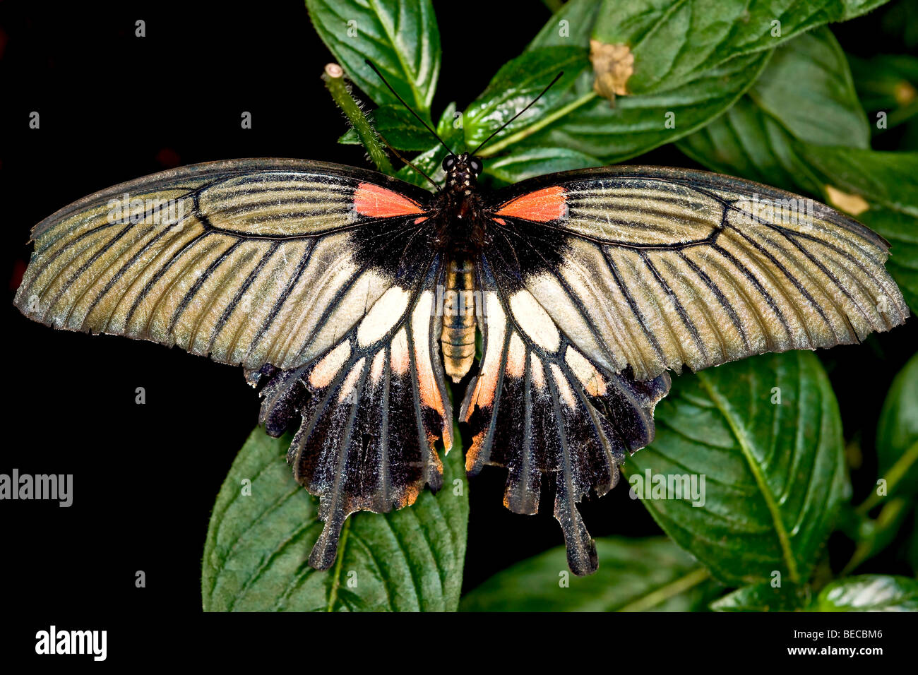 Great Mormon (Papilio memnon) Stock Photo
