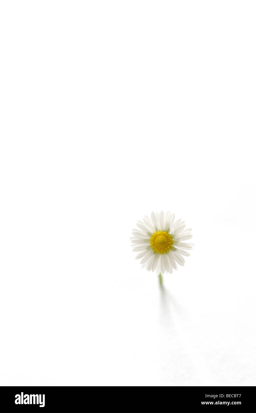 White daisy on a white background Stock Photo