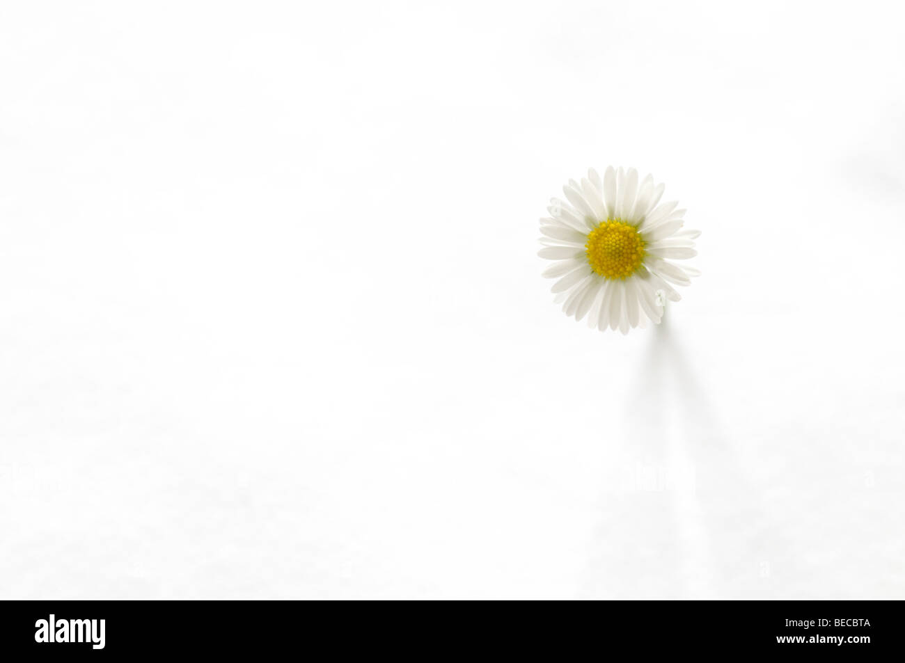 White daisy on a white background as a high key Stock Photo