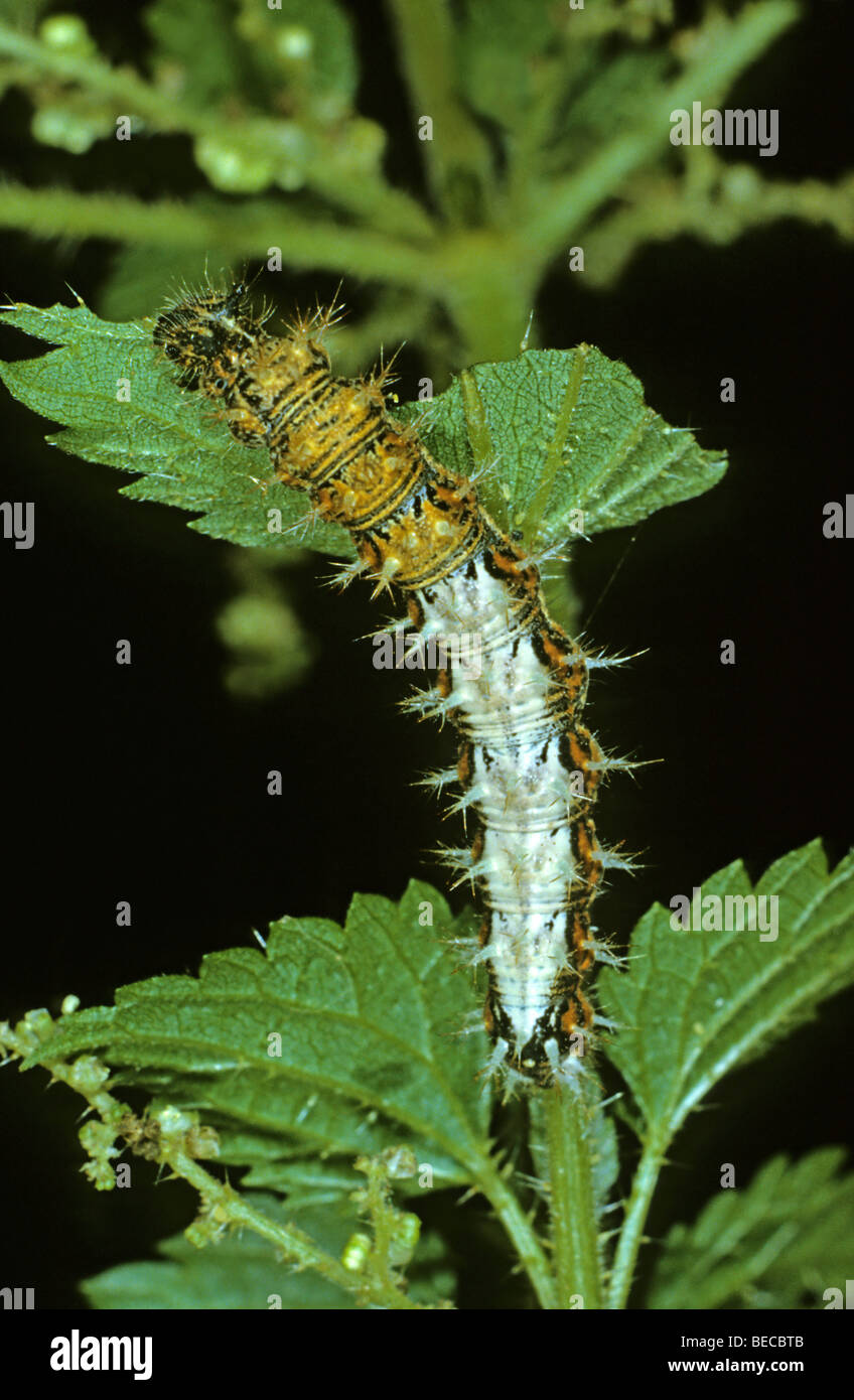 Comma (Polygonia c-album), caterpillar on stinging nettle Stock Photo