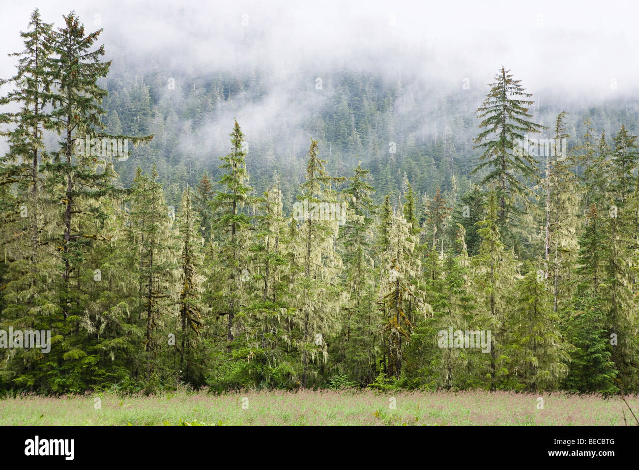 Spruce, covered with bearded lichens (Usnea longissima), Mitkof Island, Southeast-Alaska, Alaska, USA, North America Stock Photo