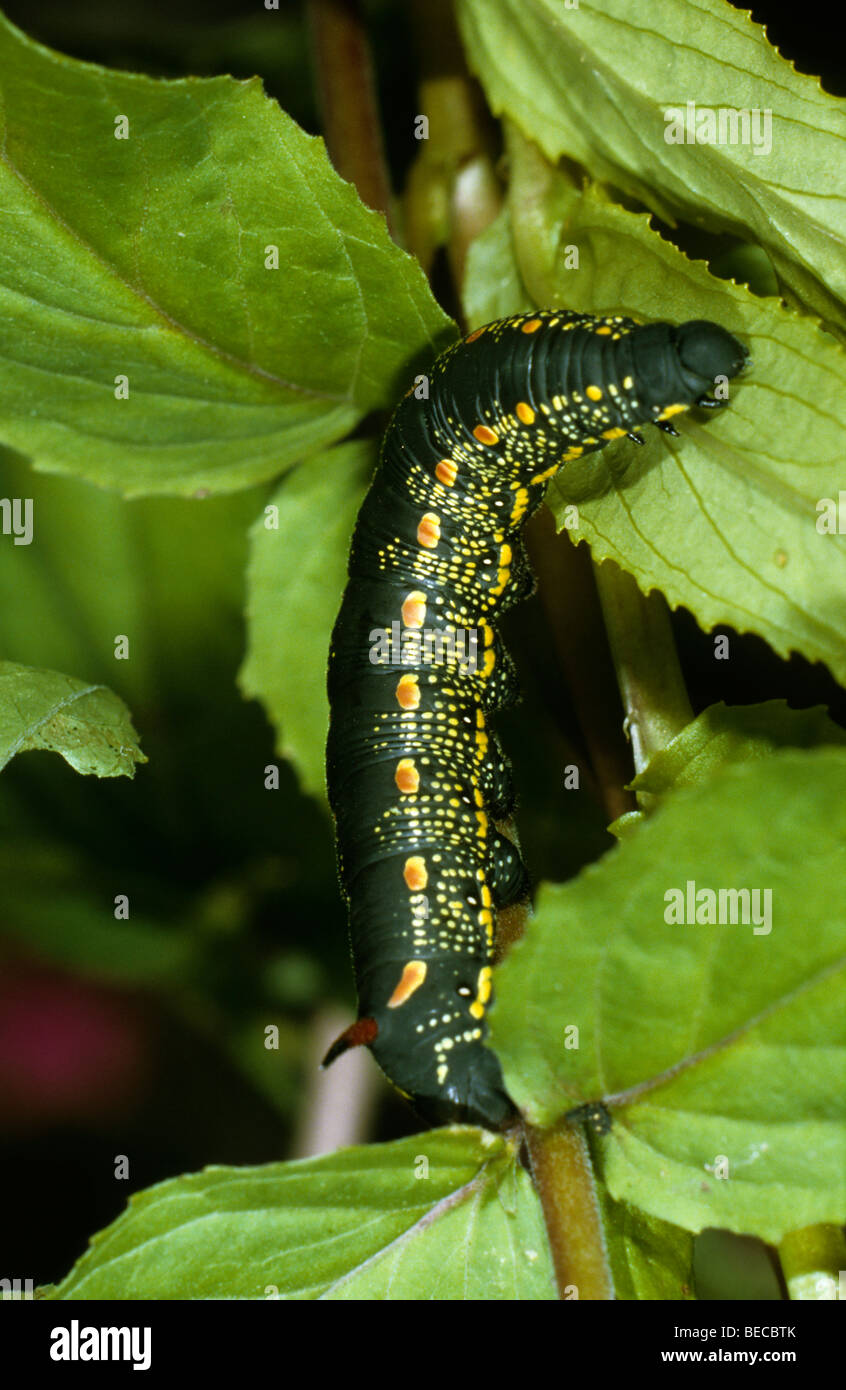 Bedstraw Hawk-Moth (Hyles gallii), caterpillar on Broad-leaved Willowherb Stock Photo